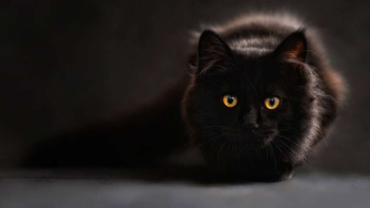 Martes 13, ni te cases ni te embarques: Superstición que los … – ACI Prensa