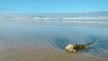 ¿Por qué la Iglesia prohíbe tirar las cenizas de los muertos al mar? – ACI Prensa