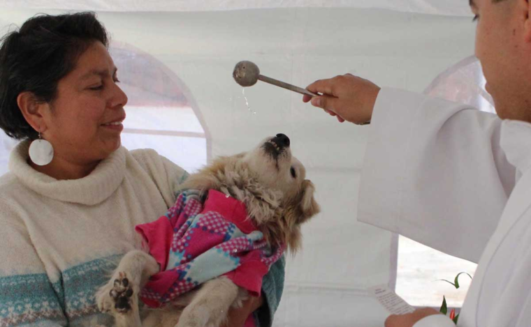 Bendición de mascotas en Puebla. Por esta razón San Antonio Abad es el Santo de los gatos y perros | El Universal Puebla – El Universal Puebla