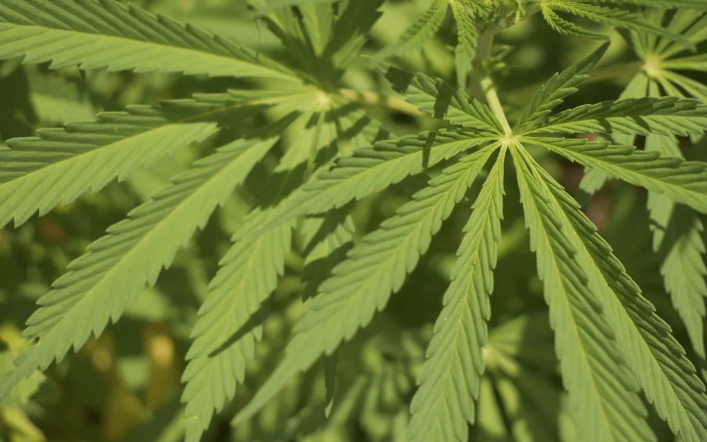 Los peligros de la marihuana y las drogas “recreativas”: Una advertencia desde la fe