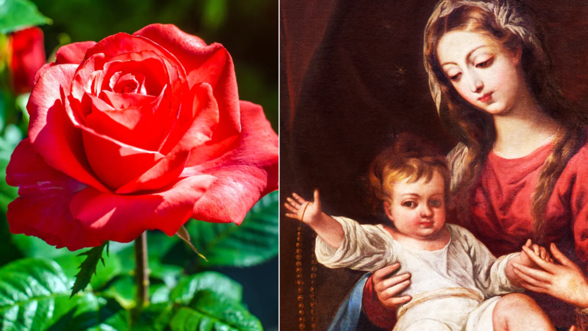 La rosa de la Virgen que no se marchitaba y que anunció el nacimiento de San Orione