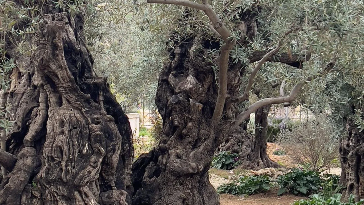 ¿El rostro de Jesús se puede ver en un árbol del huerto de Getsemaní?