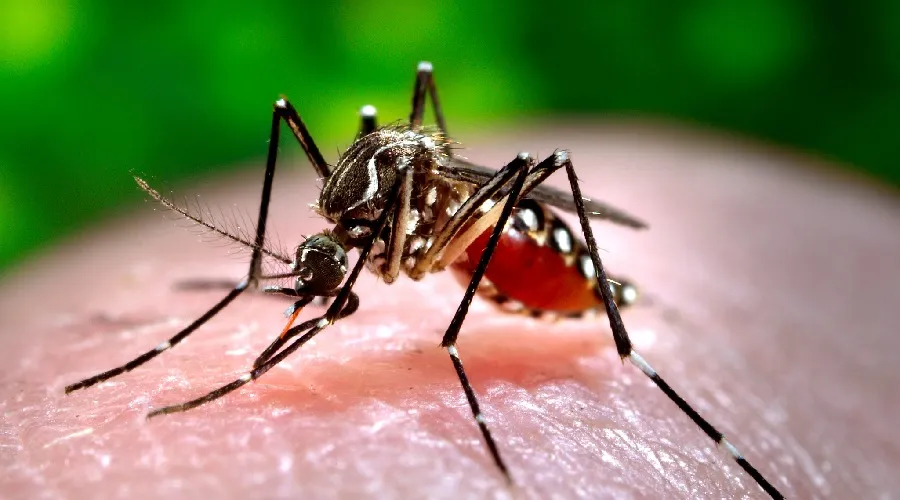Brote histórico de dengue en Argentina: Cáritas entregará 50.000 repelentes