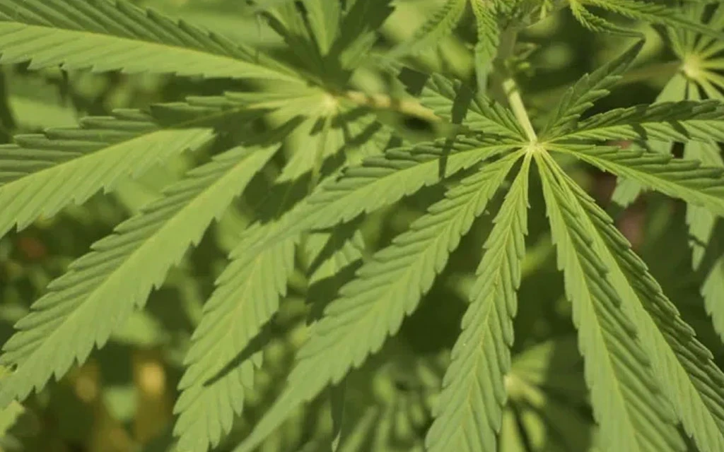 Derrotan medidas para legalizar la marihuana y drogas psicodélicas en 4 estados de EE.UU.