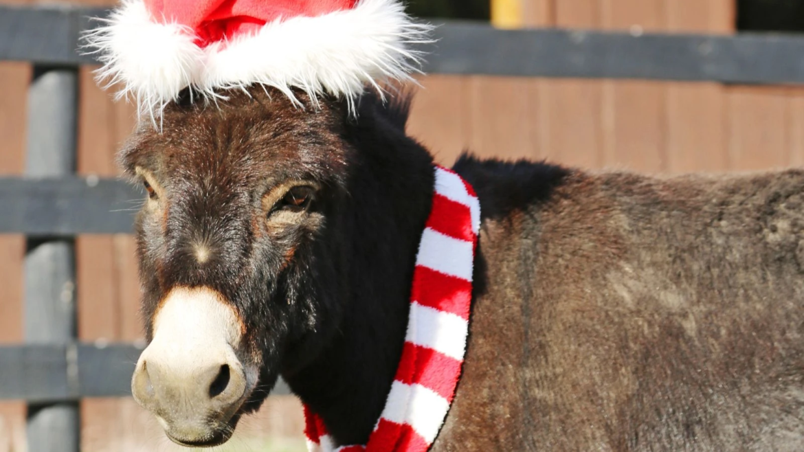 Así nació “Mi Burrito Sabanero”, uno de los 100 mejores villancicos de la historia
