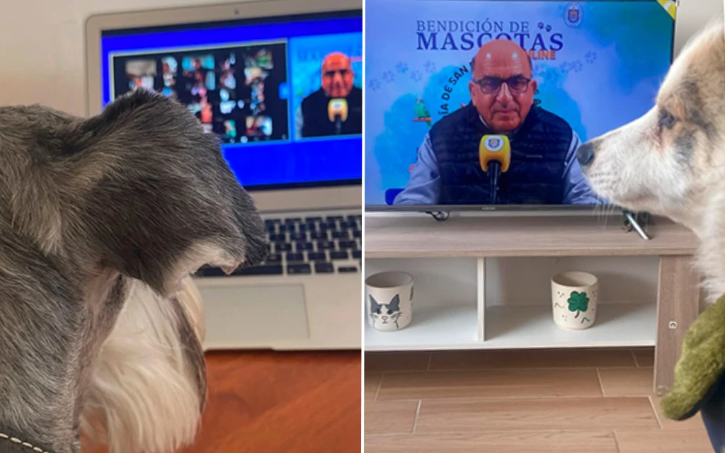 Cardenal bendijo online a 5.000 mascotas en el día de San Francisco de Asís