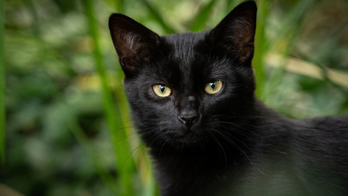 Ciudad española suspende adopción de gatos negros por riesgo de prácticas esotéricas en Halloween