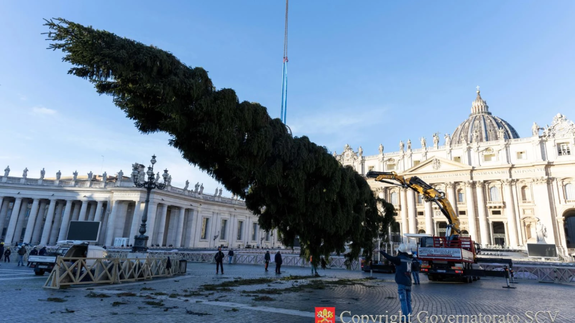 El árbol de Navidad del Vaticano ya está instalado en la Plaza de San Pedro